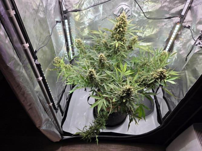 Cookies & Citrus Chronicles. Week 12