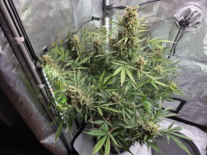 Cookies & Citrus Chronicles. Week 12