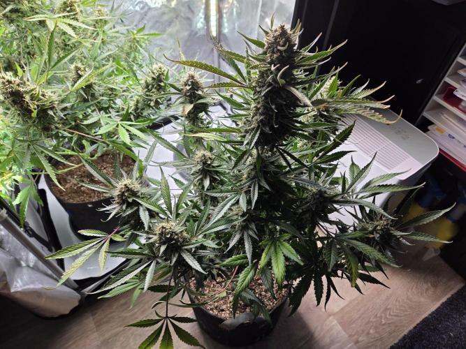 Cookies & Citrus Chronicles. Week 12