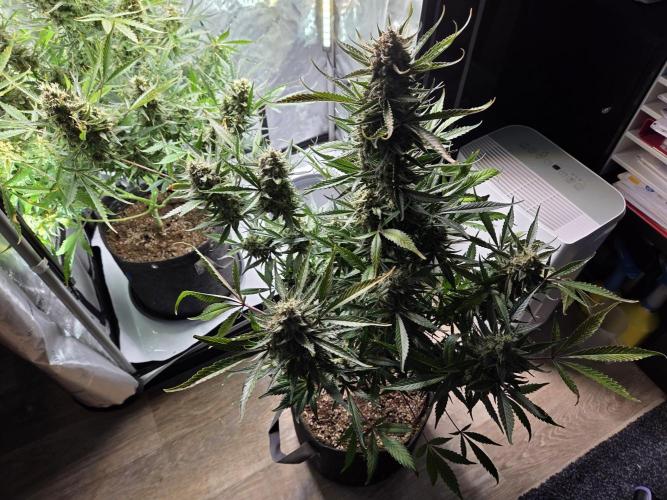 Cookies & Citrus Chronicles. Week 12