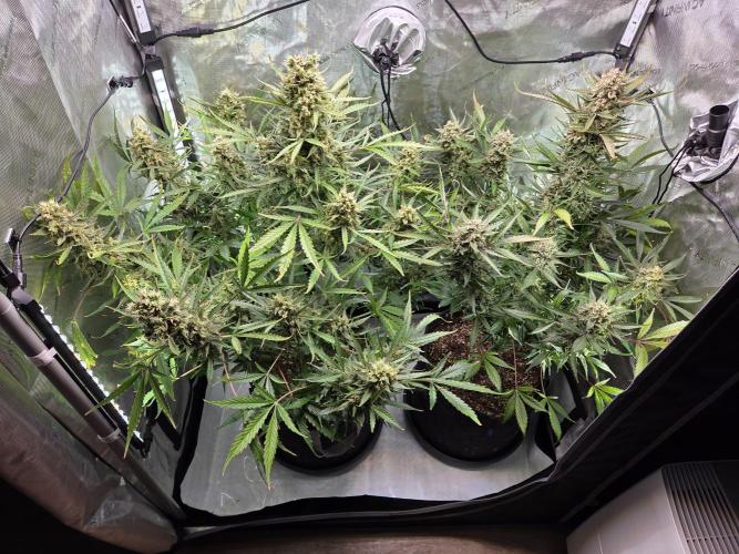 Cookies & Citrus Chronicles. Week 12