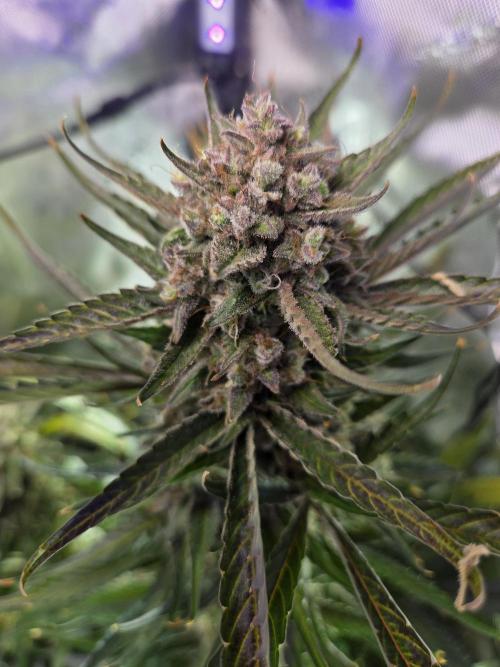 Cookies & Citrus Chronicles. Week 13