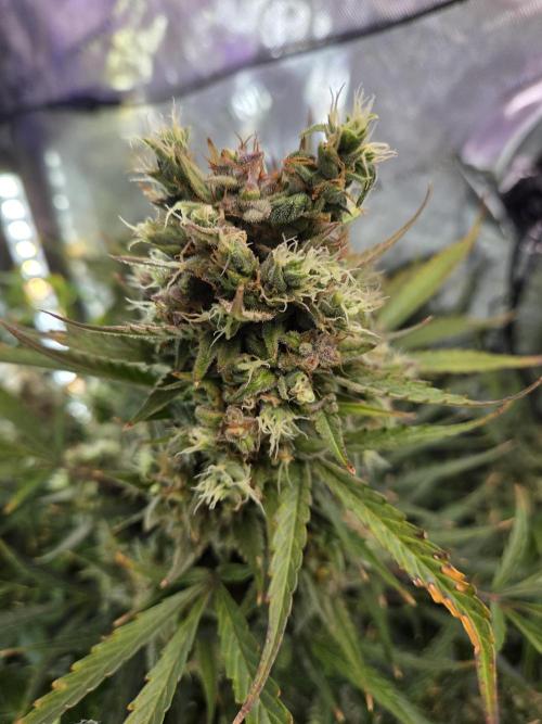 Cookies & Citrus Chronicles. Week 13