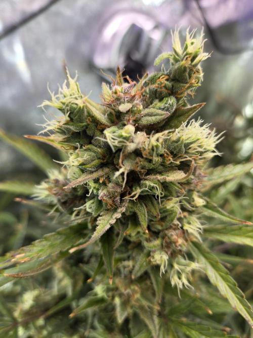 Cookies & Citrus Chronicles. Week 13