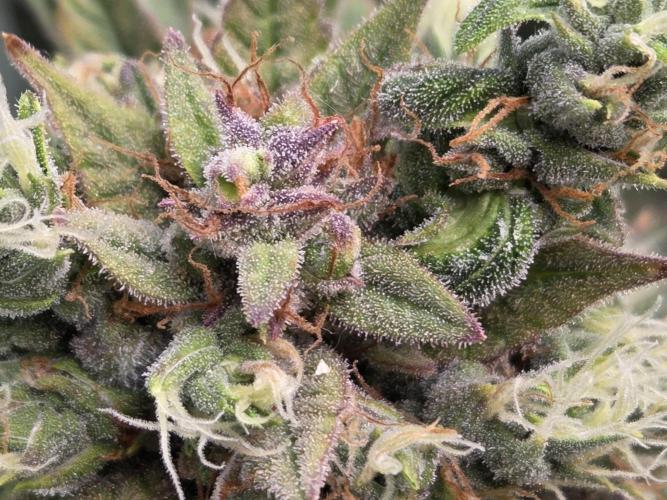 Cookies & Citrus Chronicles. Week 13