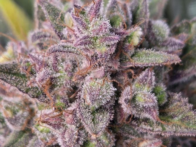 Cookies & Citrus Chronicles. Week 13