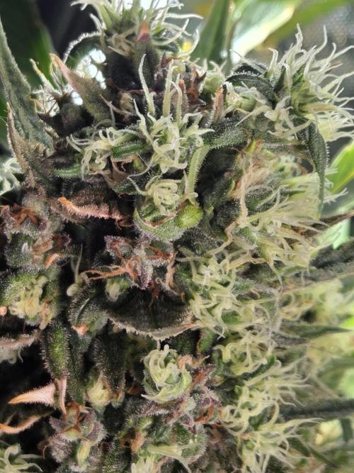 Cookies & Citrus Chronicles. Week 13