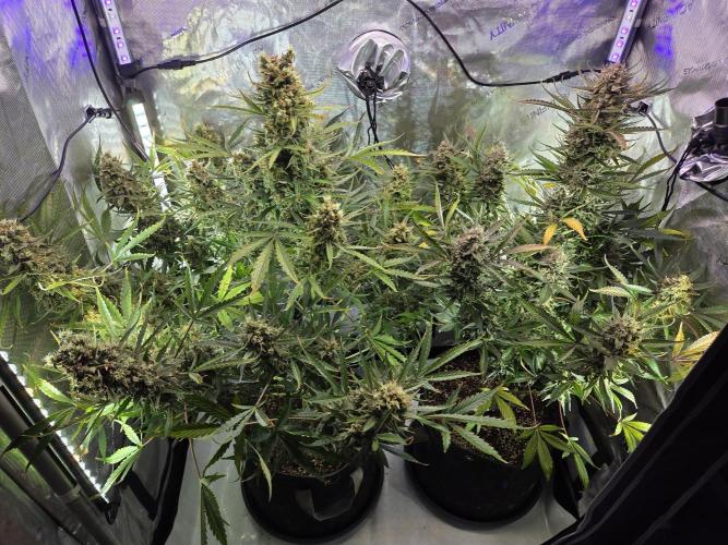 Cookies & Citrus Chronicles. Week 13