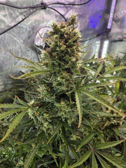 Cookies & Citrus Chronicles. Week 13