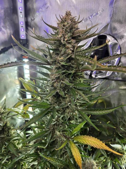 Cookies & Citrus Chronicles. Week 13