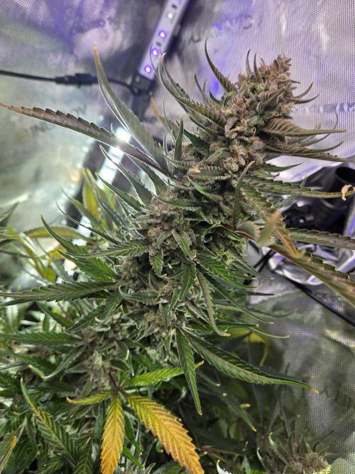 Cookies & Citrus Chronicles. Week 13