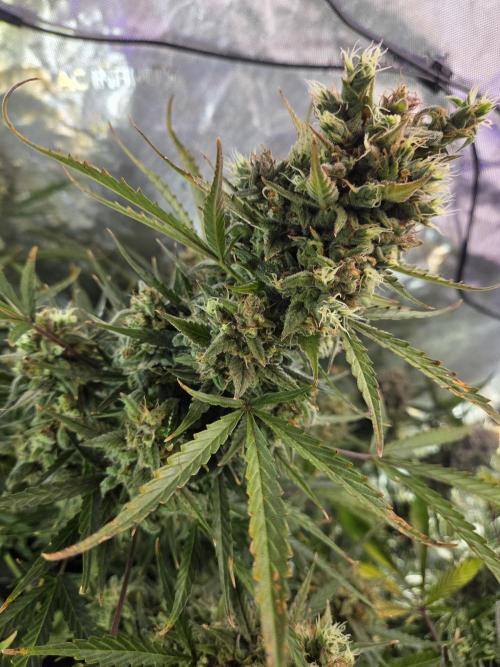 Cookies & Citrus Chronicles. Week 13
