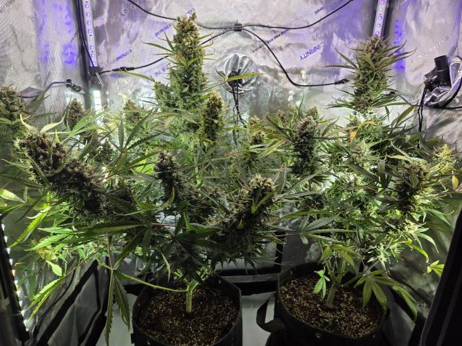 Cookies & Citrus Chronicles. Week 13