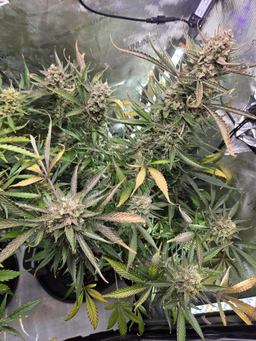 Cookies & Citrus Chronicles. Week 13