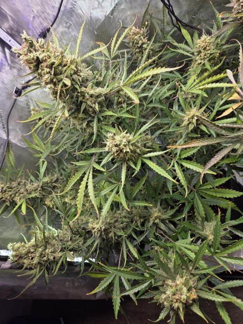 Cookies & Citrus Chronicles. Week 13