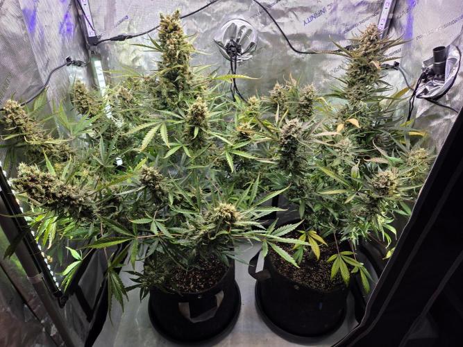 Cookies & Citrus Chronicles. Week 13