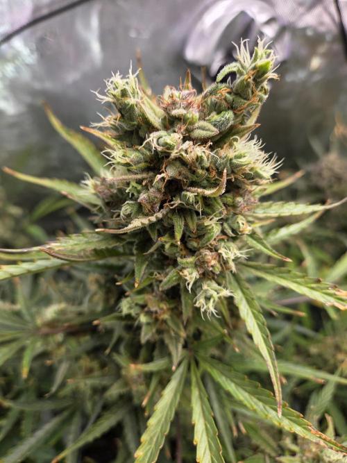 Cookies & Citrus Chronicles. Week 13