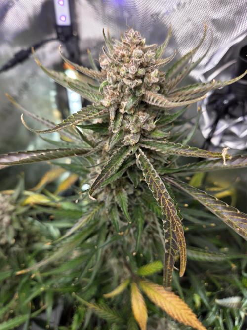 Cookies & Citrus Chronicles. Week 13