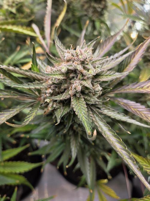 Cookies & Citrus Chronicles. Week 13