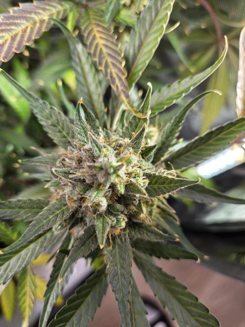 Cookies & Citrus Chronicles. Week 13