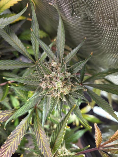 Cookies & Citrus Chronicles. Week 13