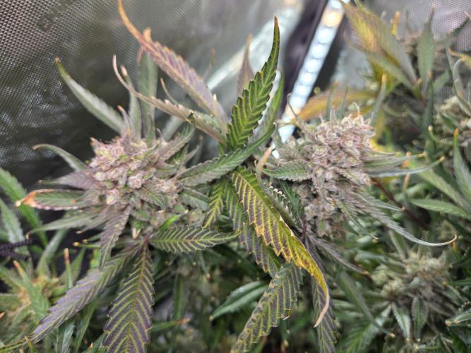 Cookies & Citrus Chronicles. Week 13