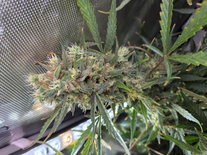 Cookies & Citrus Chronicles. Week 13
