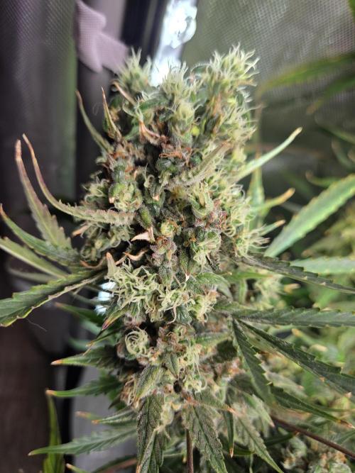 Cookies & Citrus Chronicles. Week 13