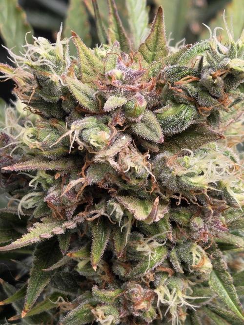 Cookies & Citrus Chronicles. Week 13
