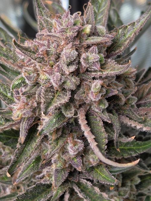 Cookies & Citrus Chronicles. Week 13