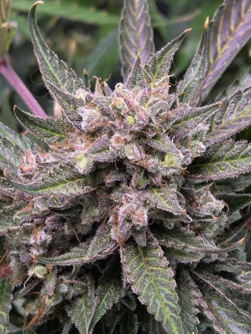 Cookies & Citrus Chronicles. Week 13