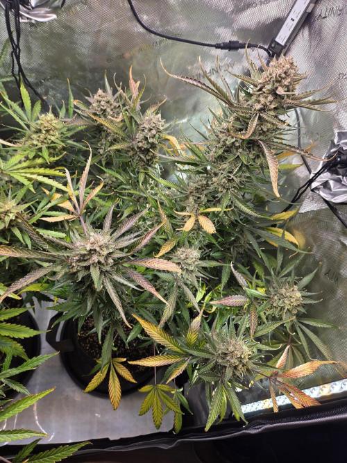Cookies & Citrus Chronicles. Week 13