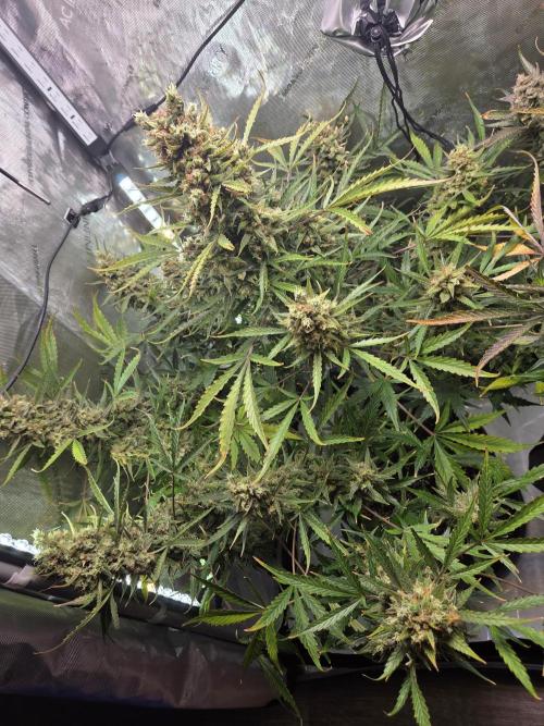 Cookies & Citrus Chronicles. Week 13