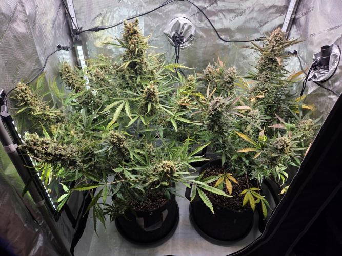 Cookies & Citrus Chronicles. Week 13