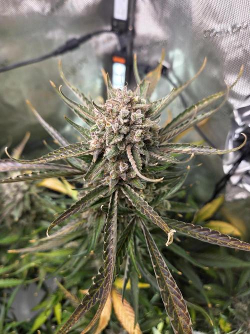 Cookies & Citrus Chronicles. Week 13