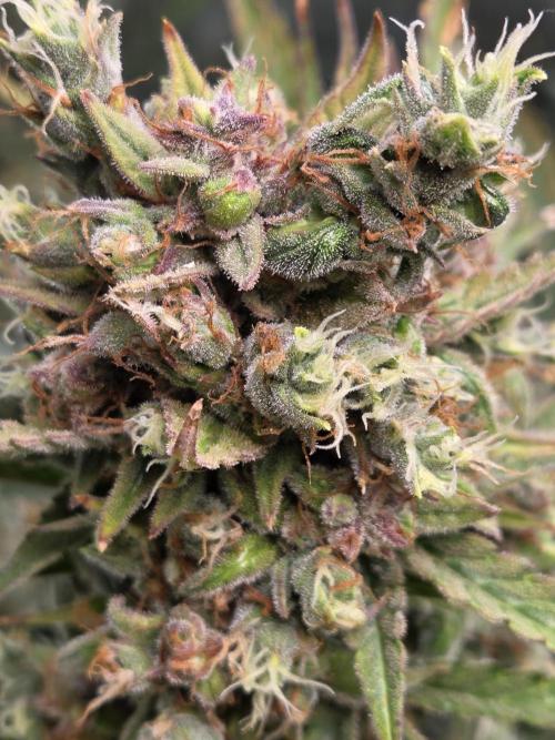 Cookies & Citrus Chronicles. Week 13