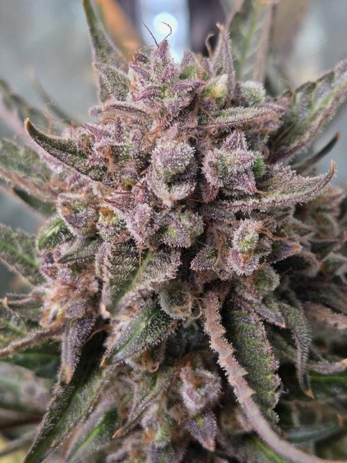 Cookies & Citrus Chronicles. Week 13
