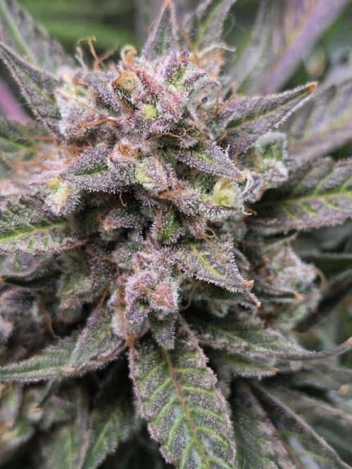 Cookies & Citrus Chronicles. Week 13