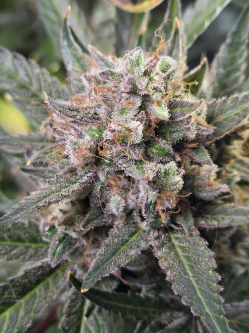 Cookies & Citrus Chronicles. Week 13