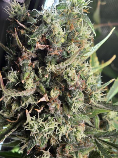 Cookies & Citrus Chronicles. Week 13