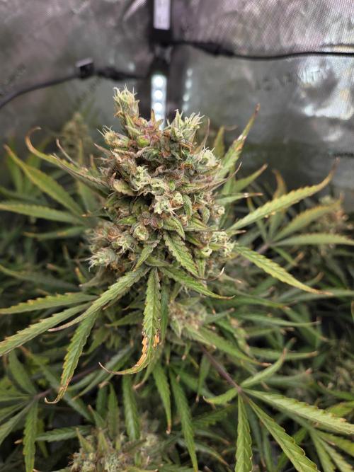 Cookies & Citrus Chronicles. Week 13