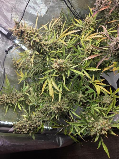 Cookies & Citrus Chronicles. Week 14