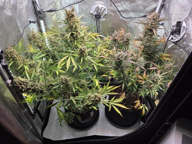 Cookies & Citrus Chronicles. Week 14