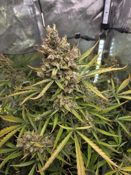 Cookies & Citrus Chronicles. Week 14