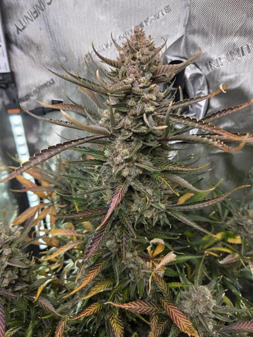 Cookies & Citrus Chronicles. Week 14