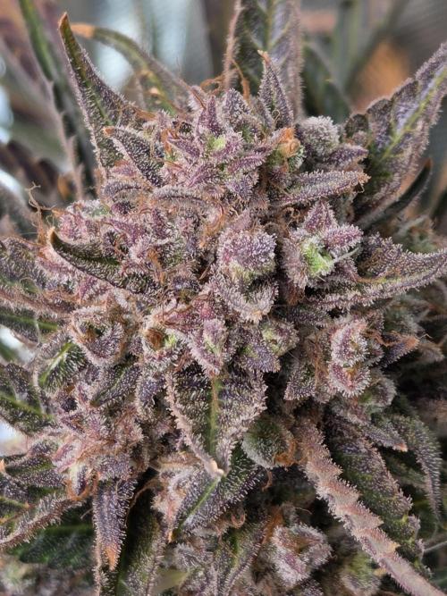 Cookies & Citrus Chronicles. Week 14