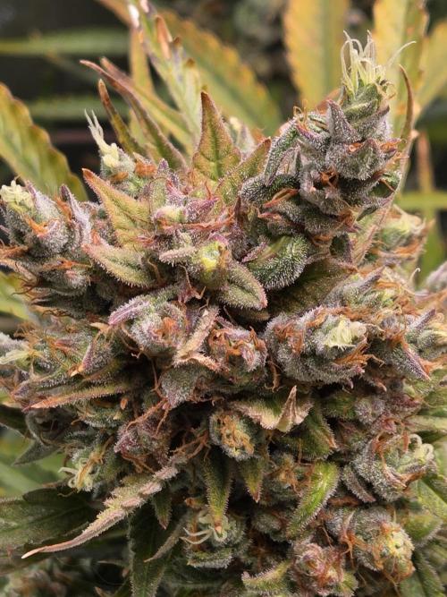 Cookies & Citrus Chronicles. Week 14