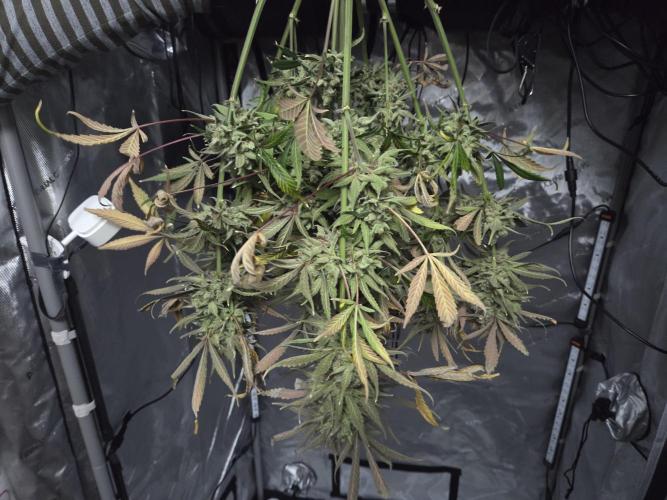 Cookies & Citrus Chronicles. Week 15