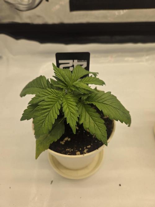 Project: Tropical Punch Run. Week 3