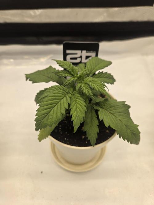 Project: Tropical Punch Run. Week 3